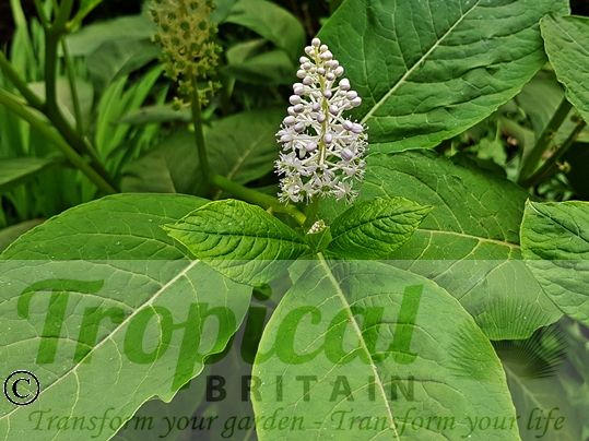 Phytolacca americana