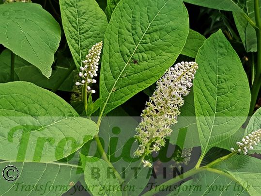 Phytolacca americana