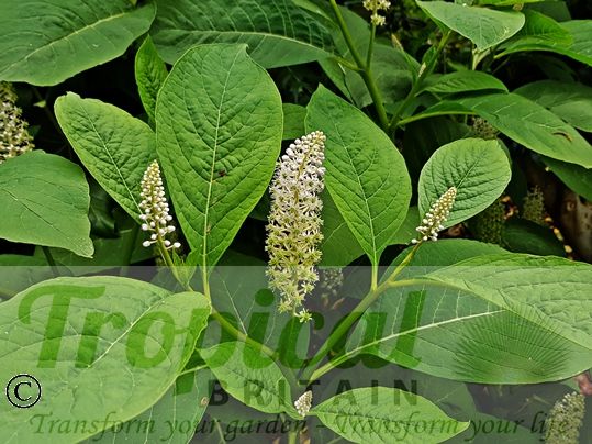 Phytolacca americana