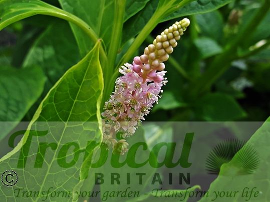 Phytolacca bogotensis