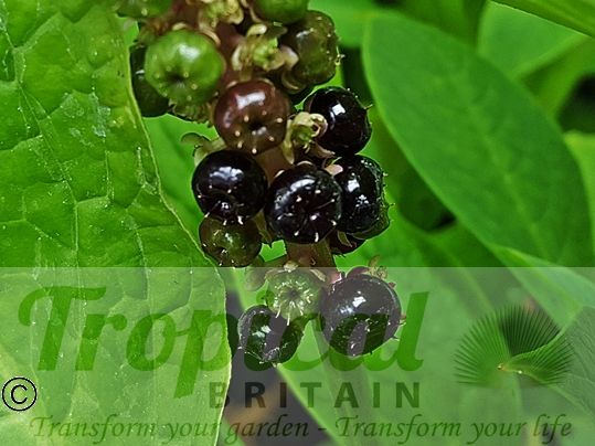 Phytolacca bogotensis