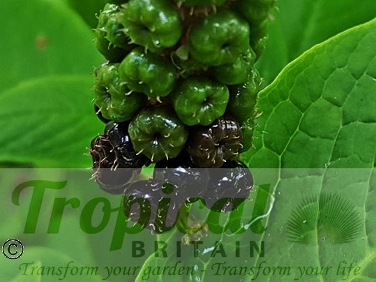 Phytolacca bogotensis
