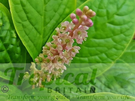 Phytolacca bogotensis