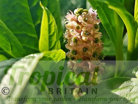 Phytolacca bogotensis