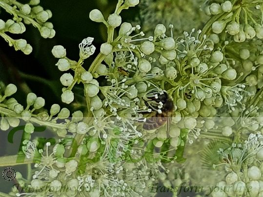 Pileostegia viburnoides