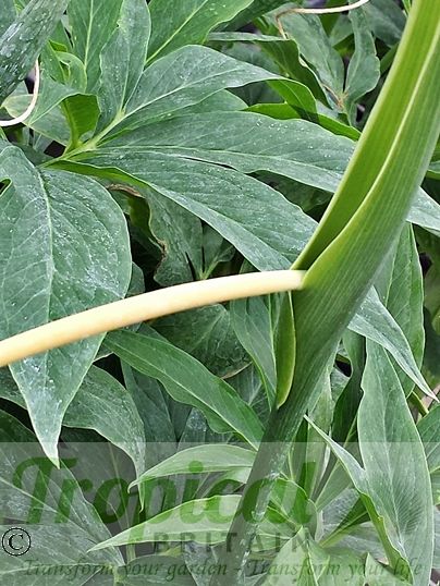 Pinellia pedatisecta