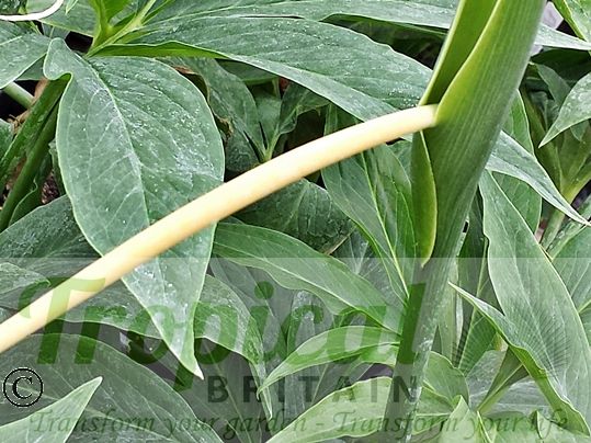 Pinellia pedatisecta