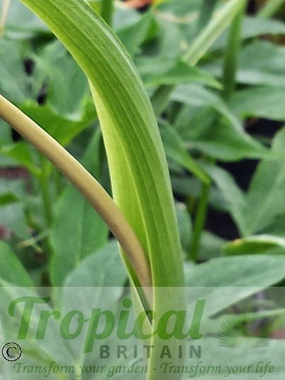 Pinellia pedatisecta