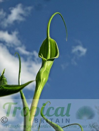 Pinellia tripartita