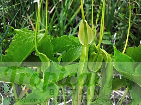 Pinellia tripartita