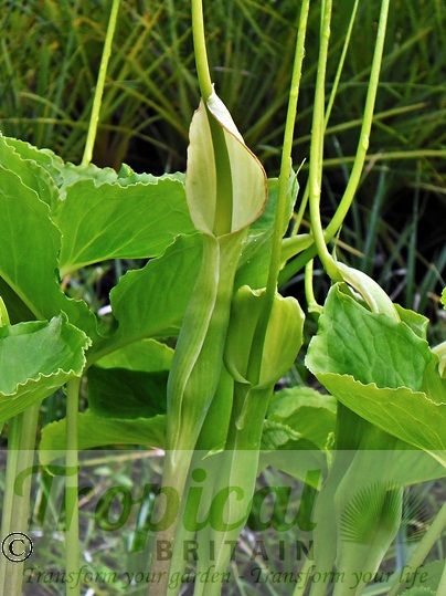 Pinellia tripartita