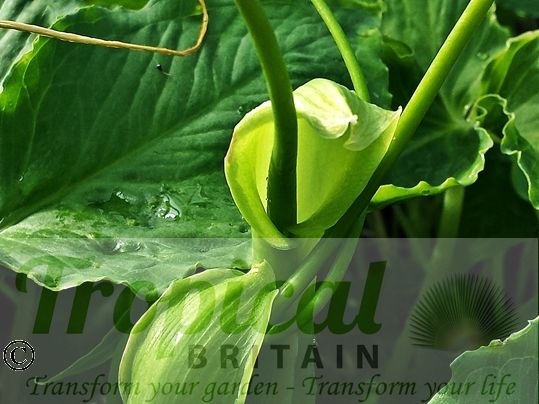 Pinellia tripartita