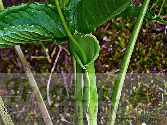 Pinellia tripartita