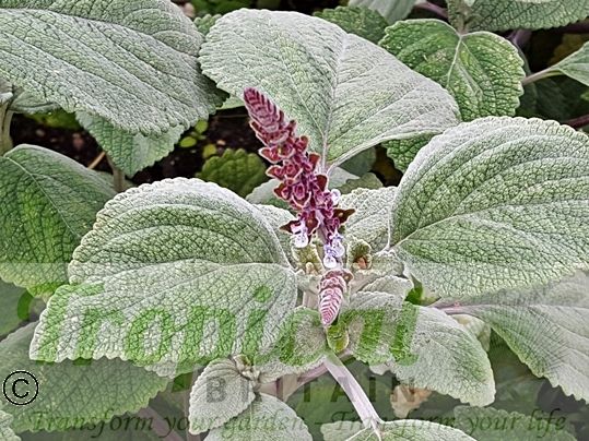 Plectranthus argentatus