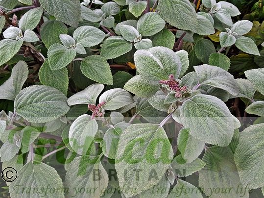 Plectranthus argentatus