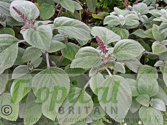 Plectranthus argentatus
