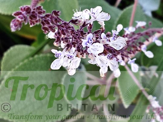 Plectranthus argentatus