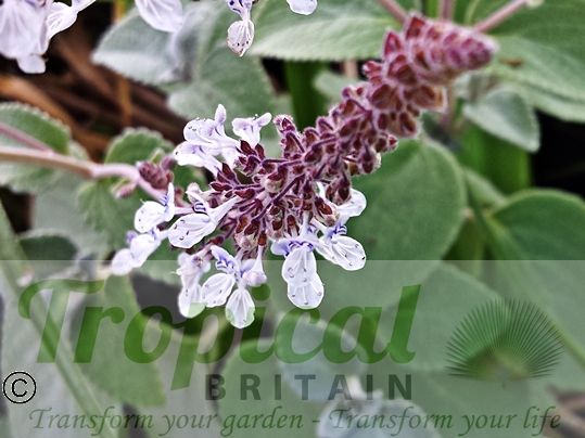 Plectranthus argentatus