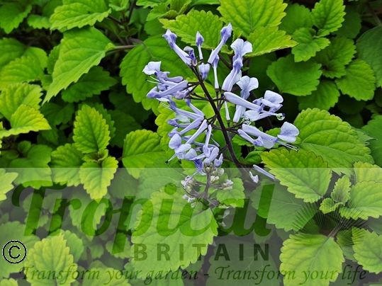 Plectranthus zuluensis
