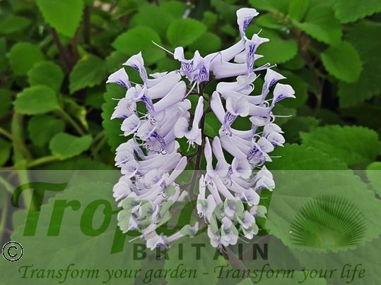 Plectranthus zuluensis