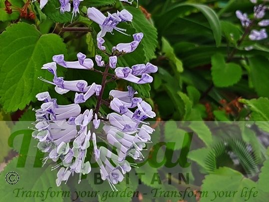 Plectranthus zuluensis