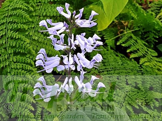 Plectranthus zuluensis