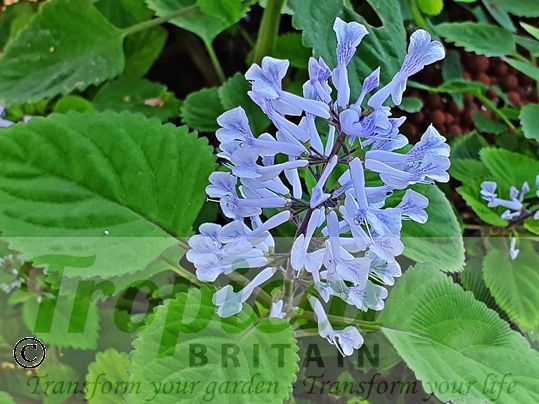 Plectranthus zuluensis