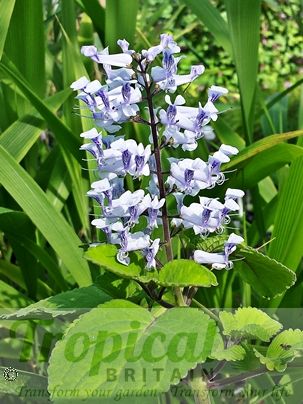 Plectranthus zuluensis