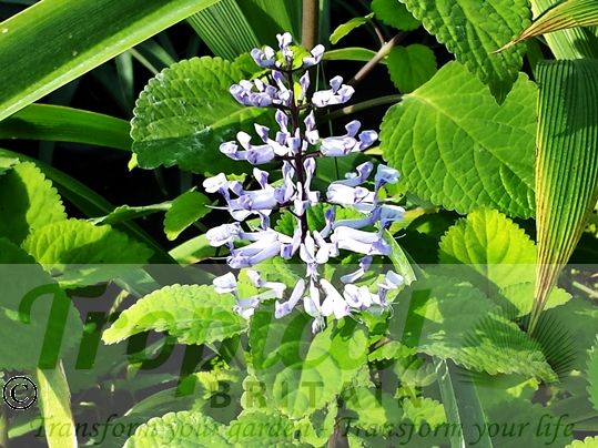 Plectranthus zuluensis