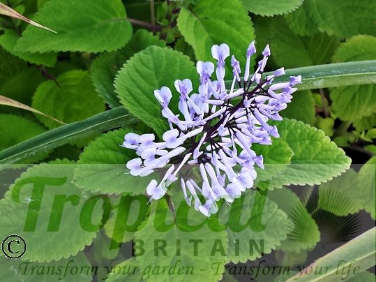 Plectranthus zuluensis