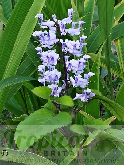 Plectranthus zuluensis