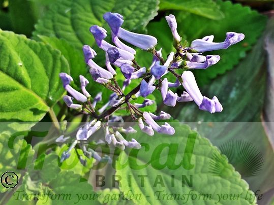 Plectranthus zuluensis