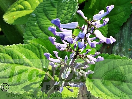 Plectranthus zuluensis