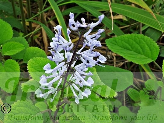 Plectranthus zuluensis