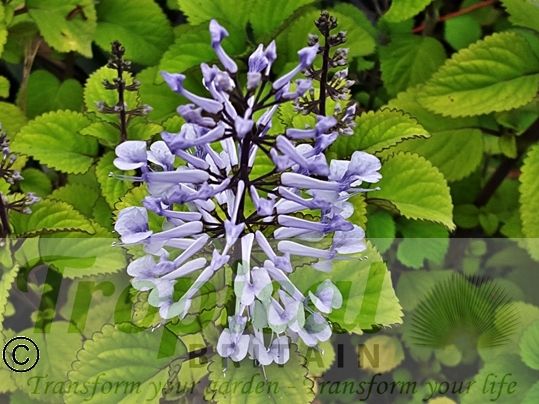 Plectranthus zuluensis