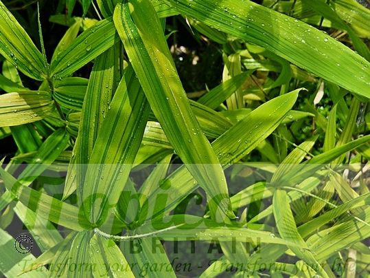 Pleioblastus viridistriatus