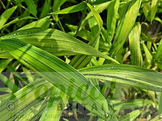 Pleioblastus viridistriatus