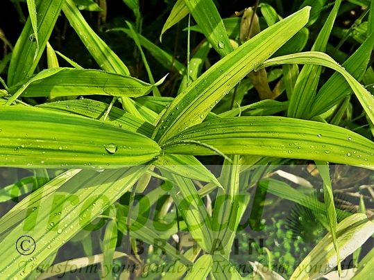 Pleioblastus viridistriatus