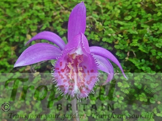 Pleione 'Tongariro'