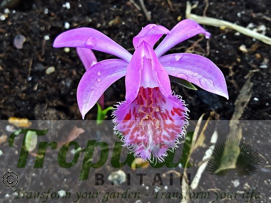 Pleione 'Tongariro'