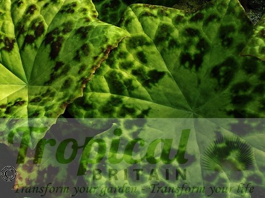 Podophyllum 'Spotty Dotty'