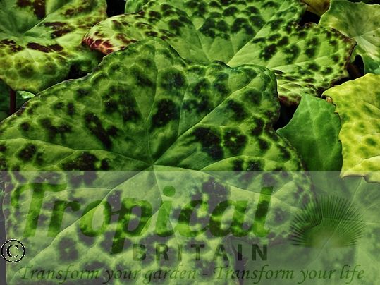 Podophyllum 'Spotty Dotty'