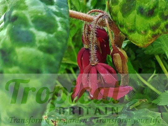 Podophyllum 'Spotty Dotty'