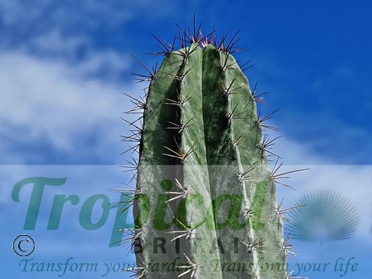 Polaskia chichipe