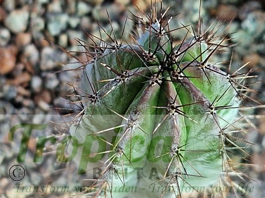 Polaskia chichipe - showing some purplish cold stress dring the winter
