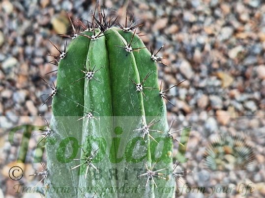 Polaskia chichipe