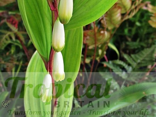 Polygonatum odoratum var. pluriflorum 'Variegatum'