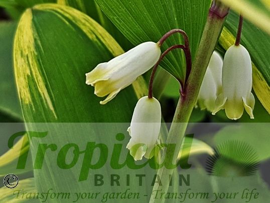 Polygonatum odoratum var. pluriflorum 'Variegatum'