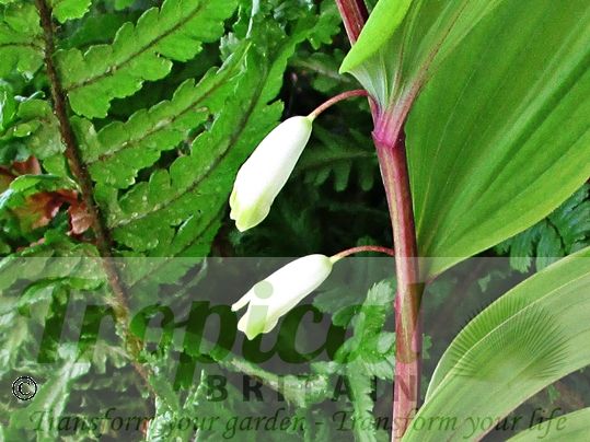 Polygonatum odoratum var. pluriflorum 'Variegatum'