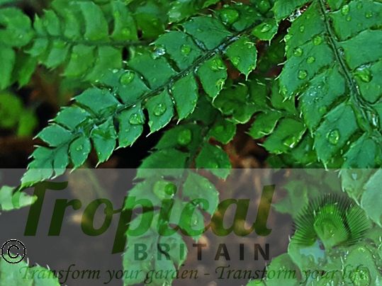 Polystichum makinoi